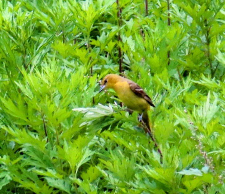 Orchard Oriole - Lani Sherman