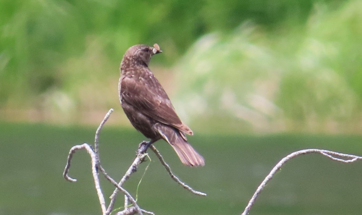 Red-winged Blackbird - ML620432000