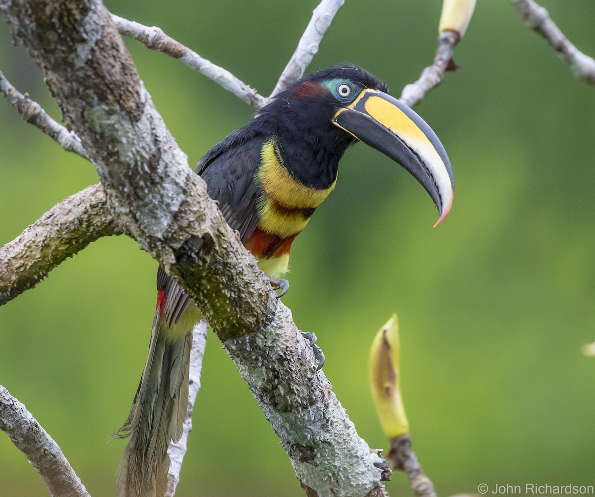 Many-banded Aracari - ML620432004