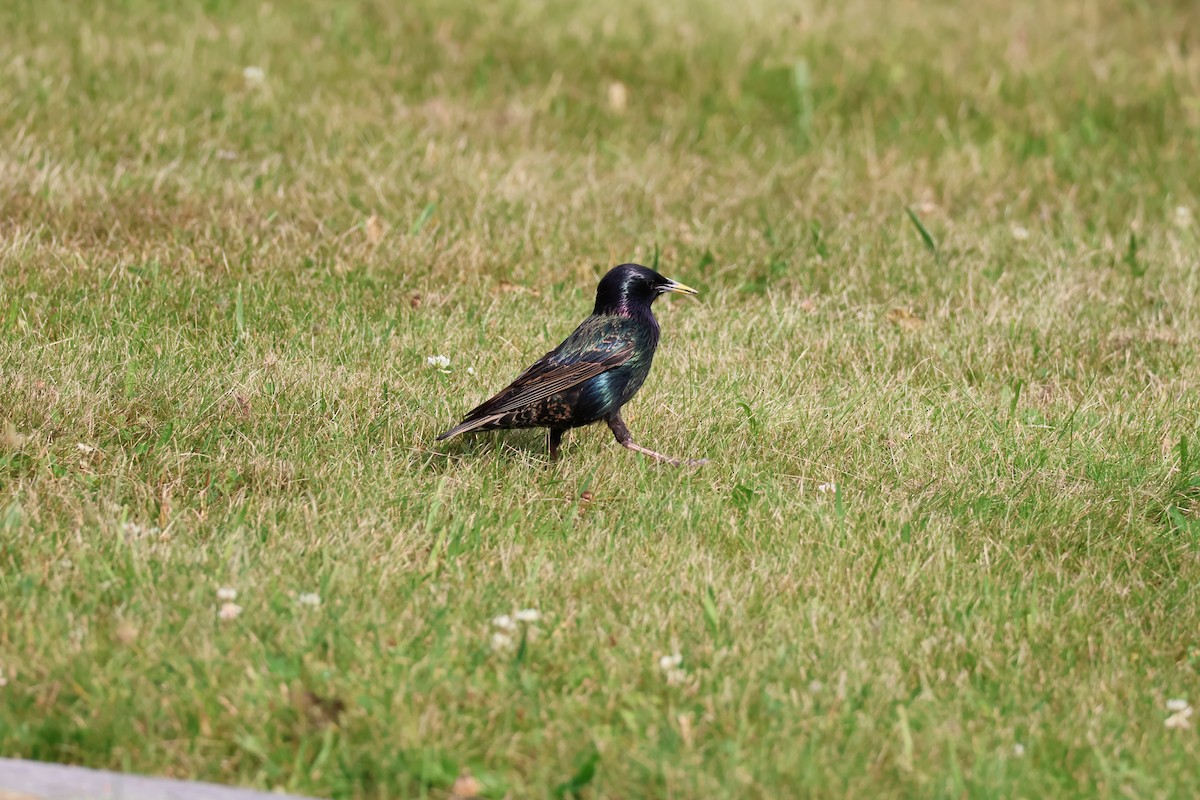 Хар тодол - ML620432006