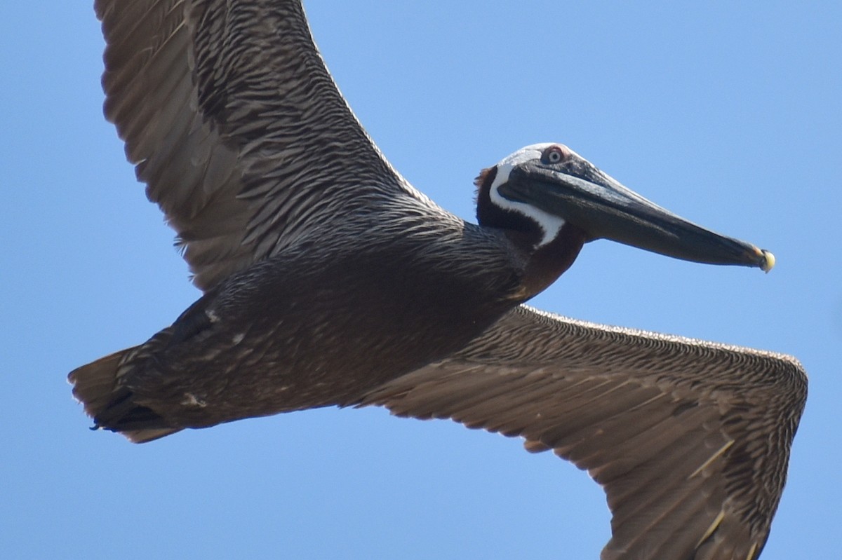 Brown Pelican - Claire H