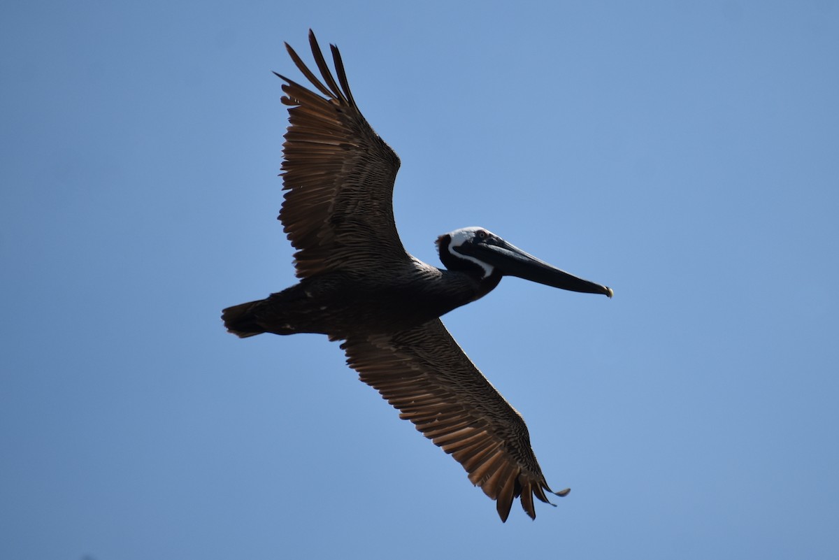 Brown Pelican - ML620432008