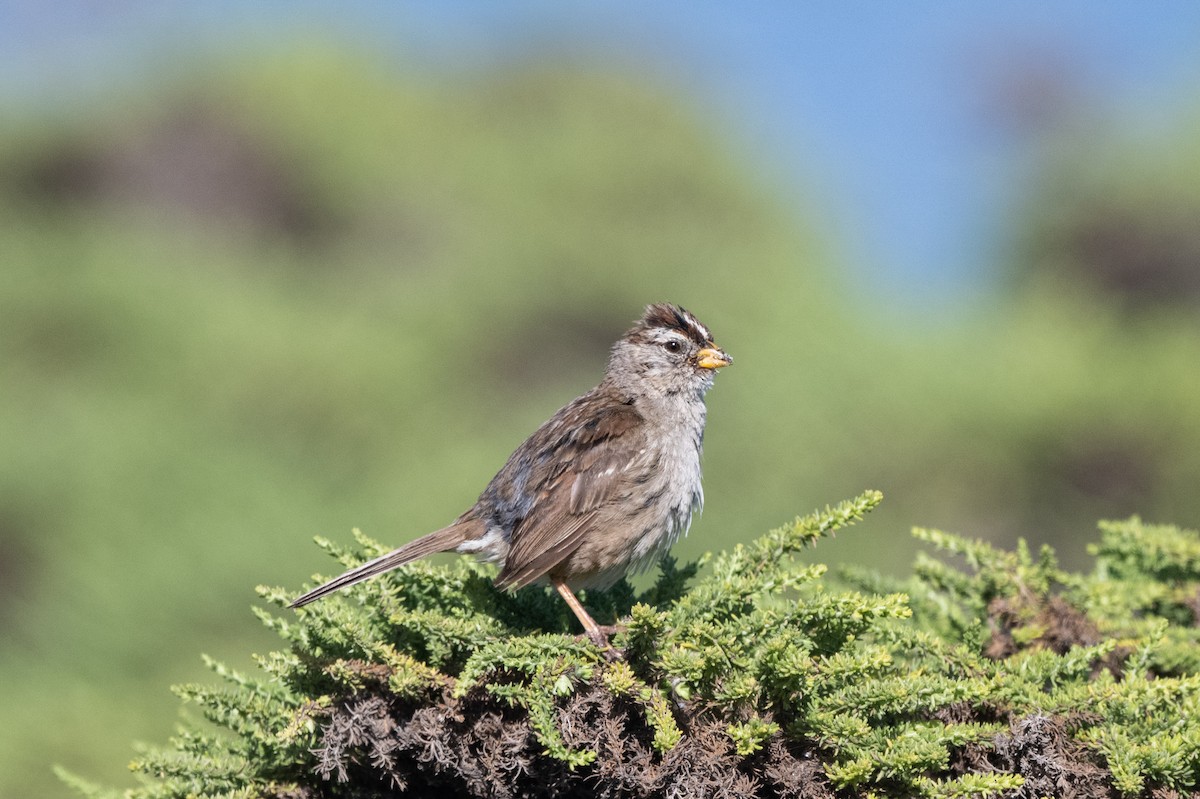 White-crowned Sparrow - ML620432013