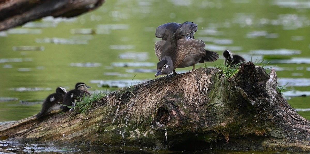 Wood Duck - ML620432015