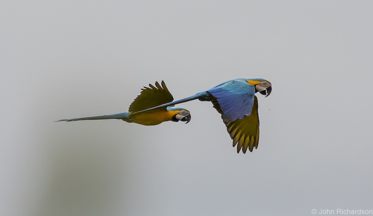 Blue-and-yellow Macaw - ML620432016