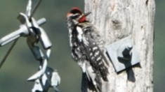 Red-naped Sapsucker - ML620432017