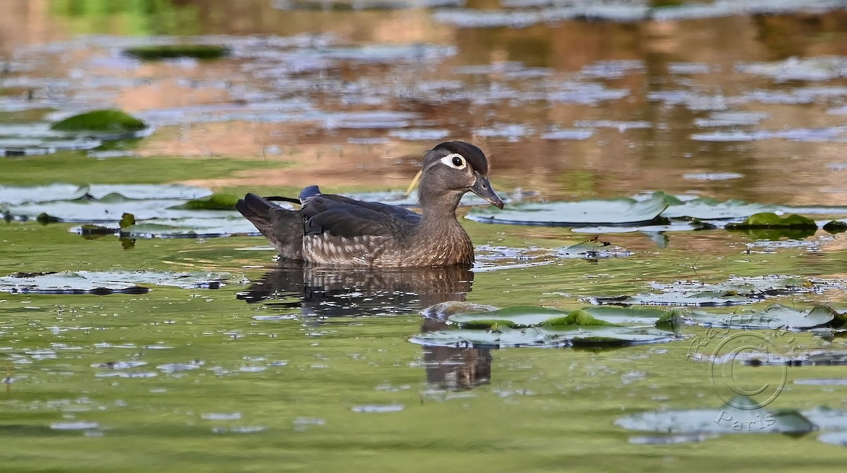 Canard branchu - ML620432022