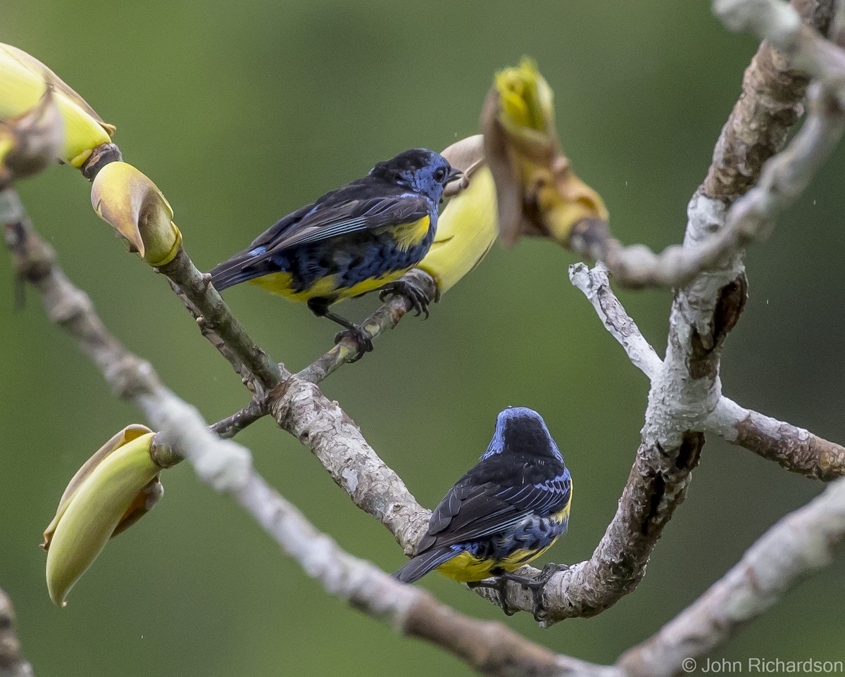 Turquoise Tanager - ML620432025