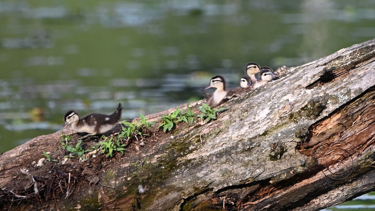 Wood Duck - ML620432026