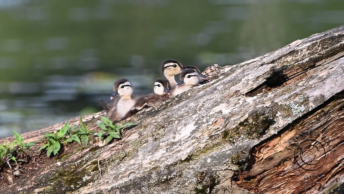 Wood Duck - ML620432028