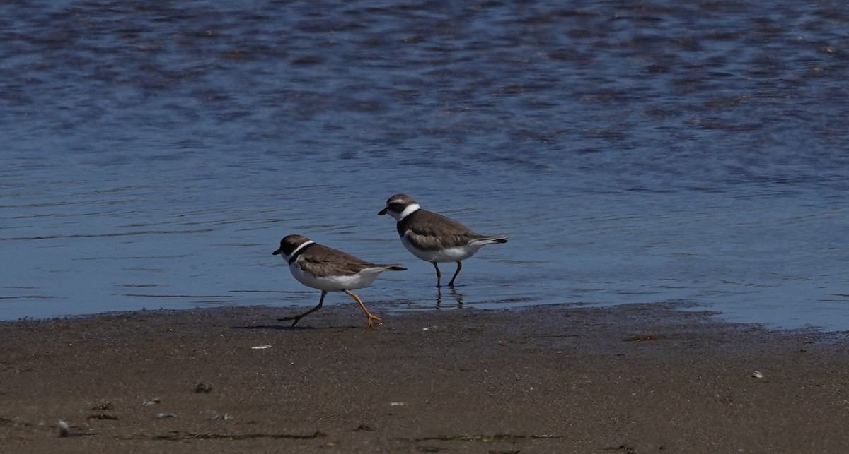 Semipalmated Plover - ML620432029