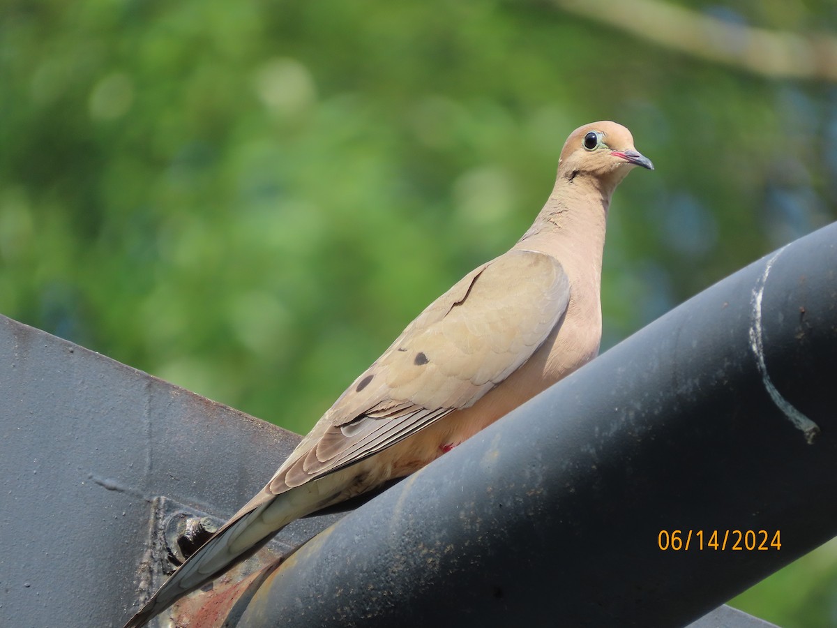 Mourning Dove - ML620432033