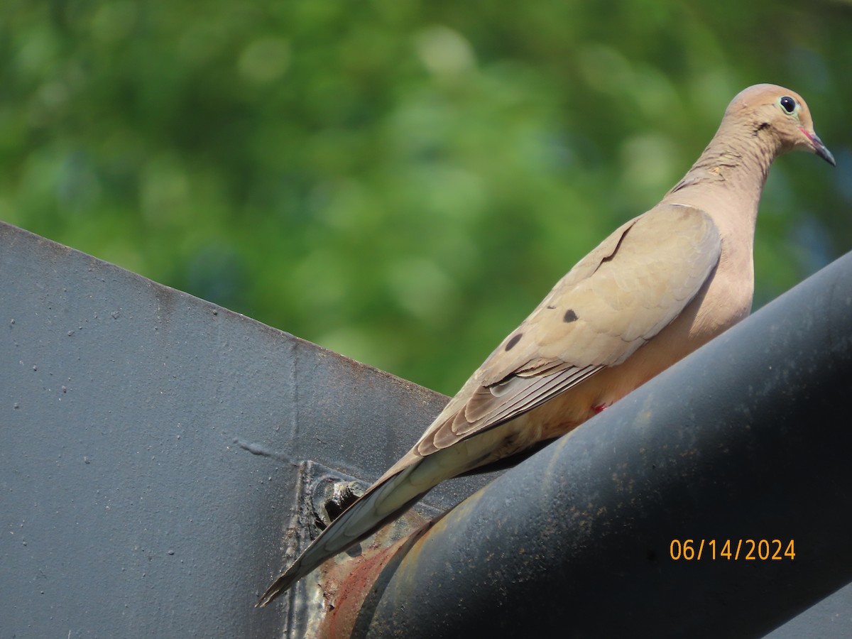 Mourning Dove - ML620432034