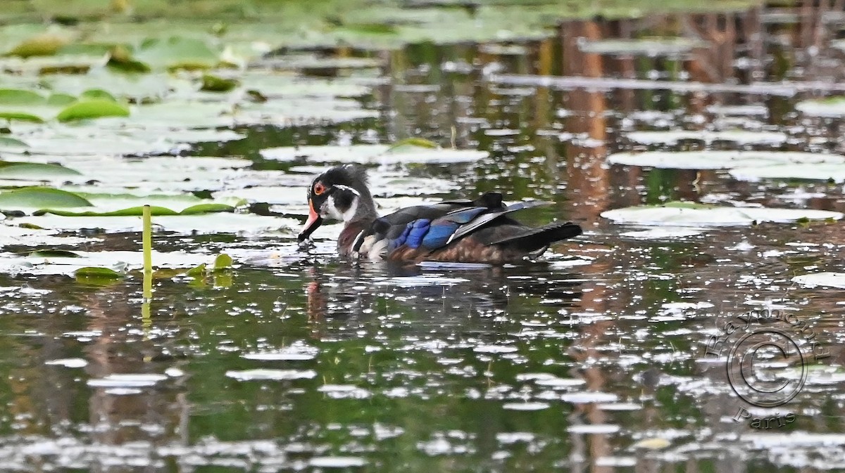 Wood Duck - ML620432037