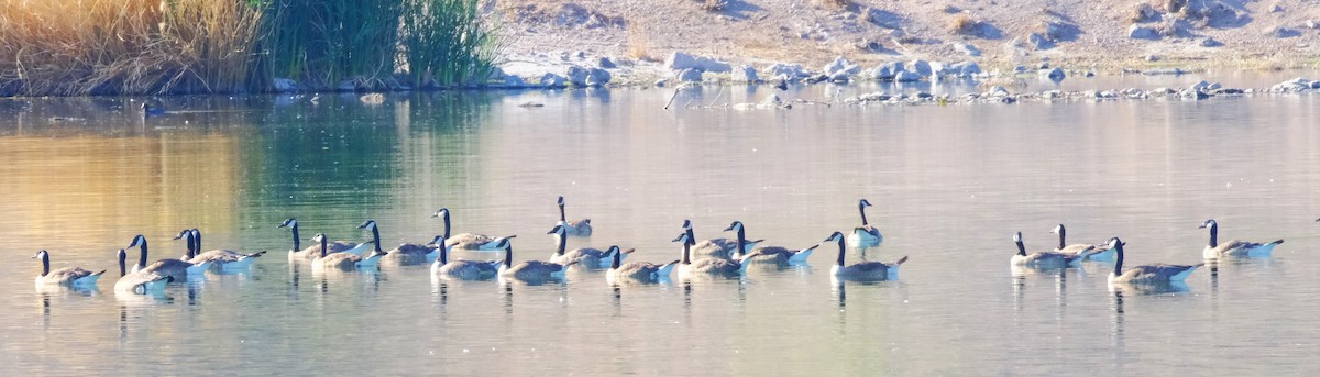 Canada Goose - ML620432041