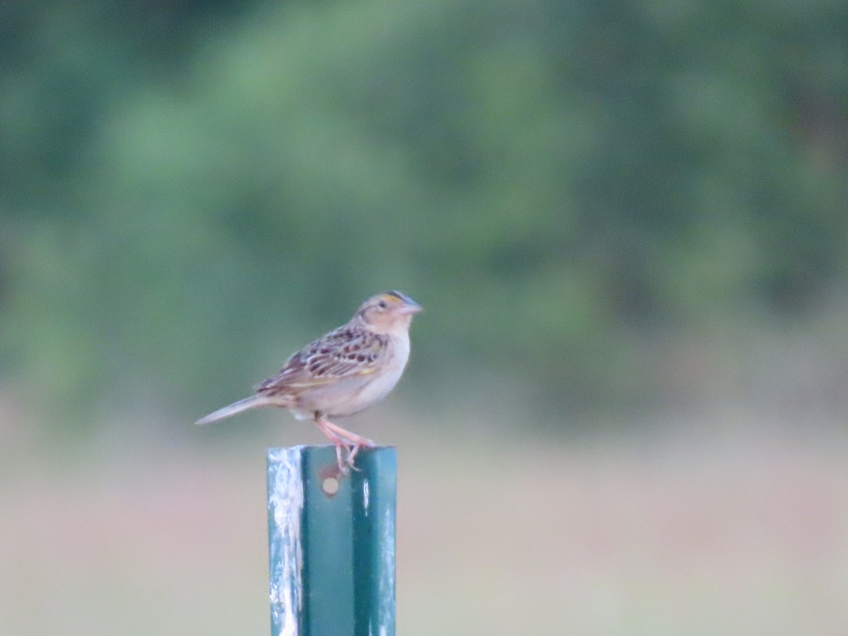 Grasshopper Sparrow - ML620432042