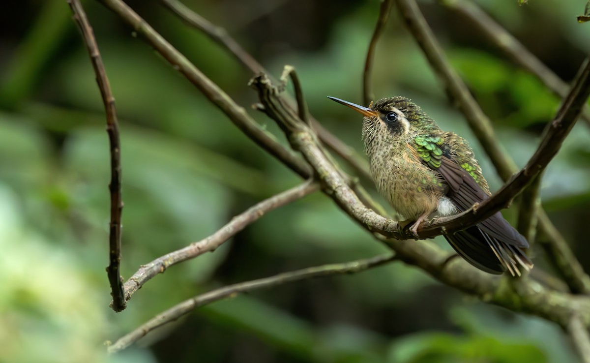 Speckled Hummingbird (maculata) - ML620432049