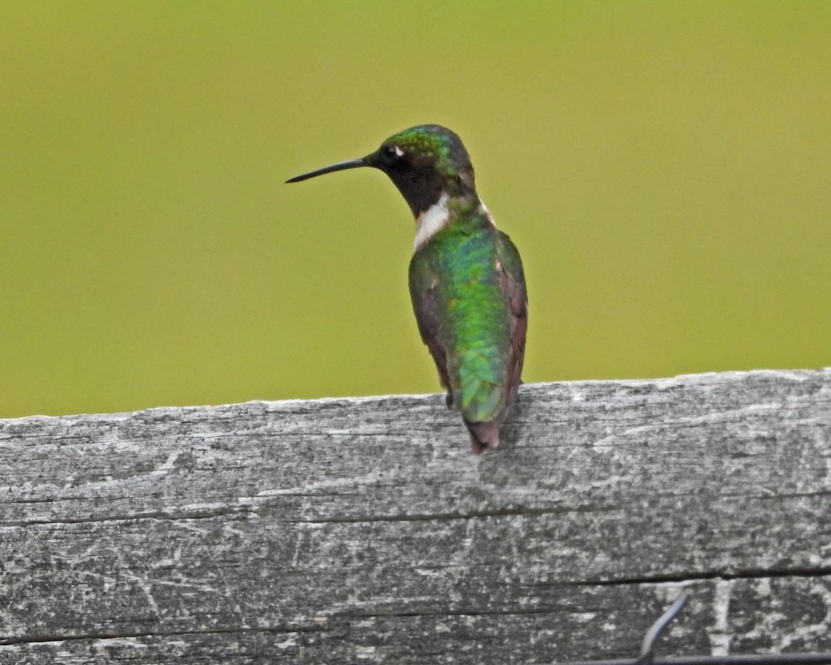 Colibrí Gorjirrubí - ML620432053