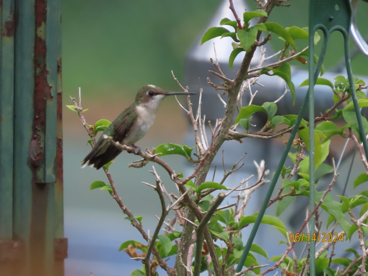 Ruby-throated Hummingbird - ML620432055