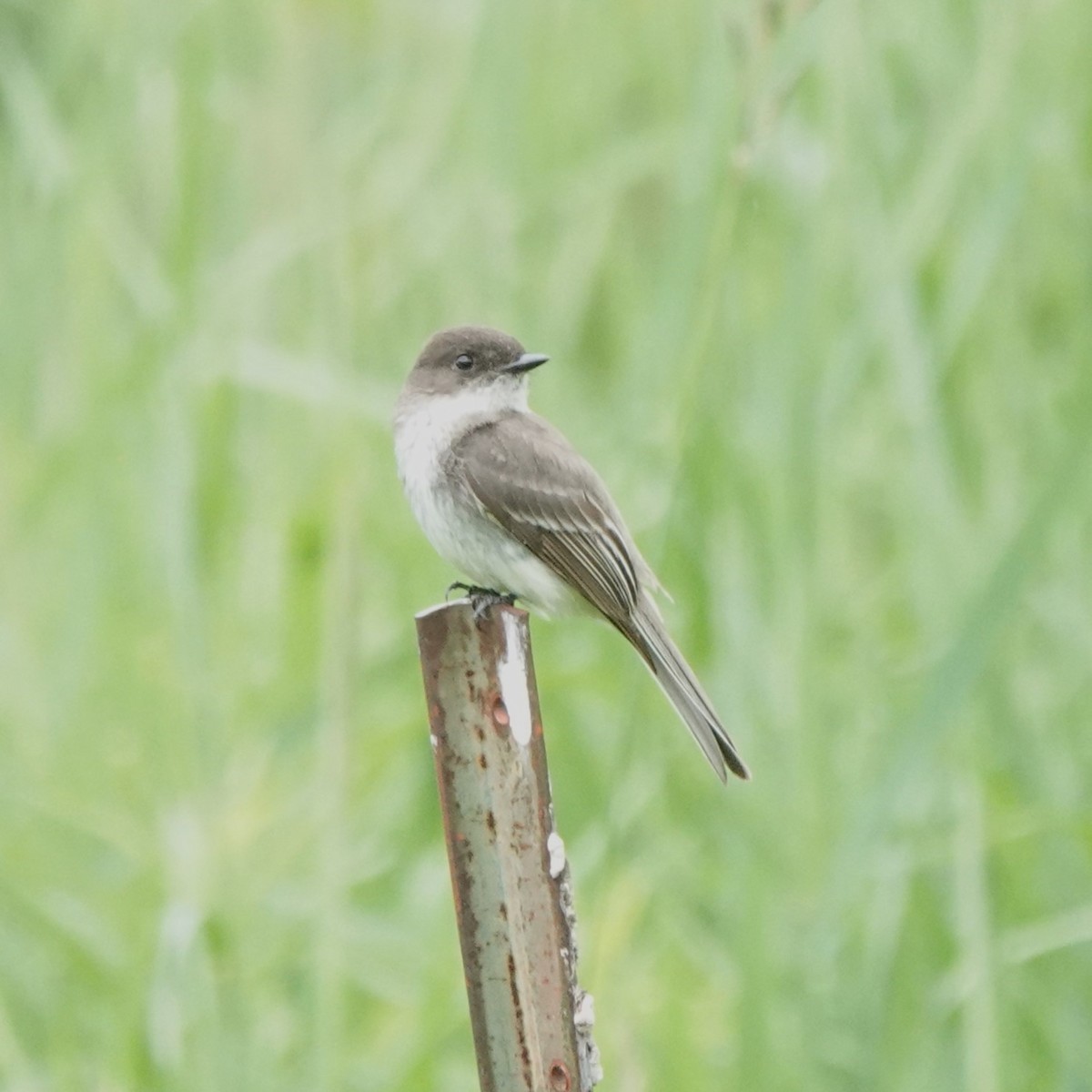 Eastern Phoebe - ML620432058