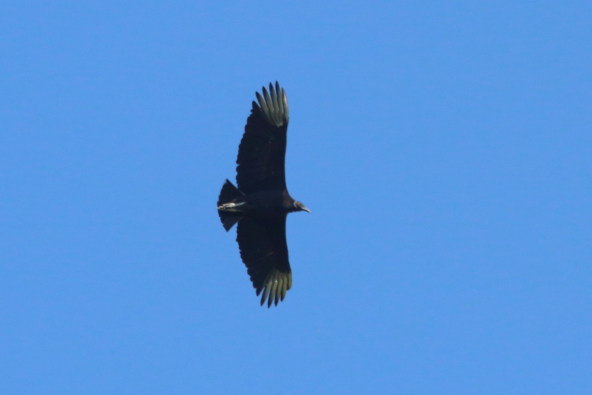 Black Vulture - ML620432060