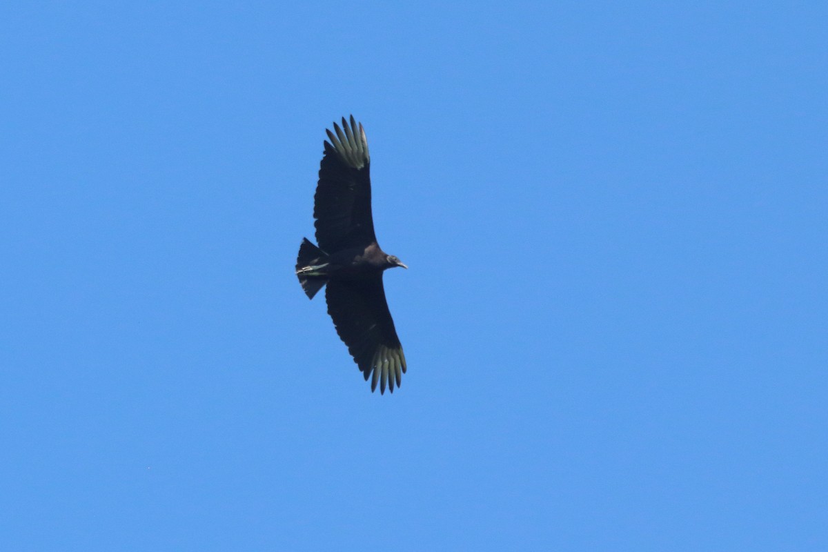 Black Vulture - ML620432061