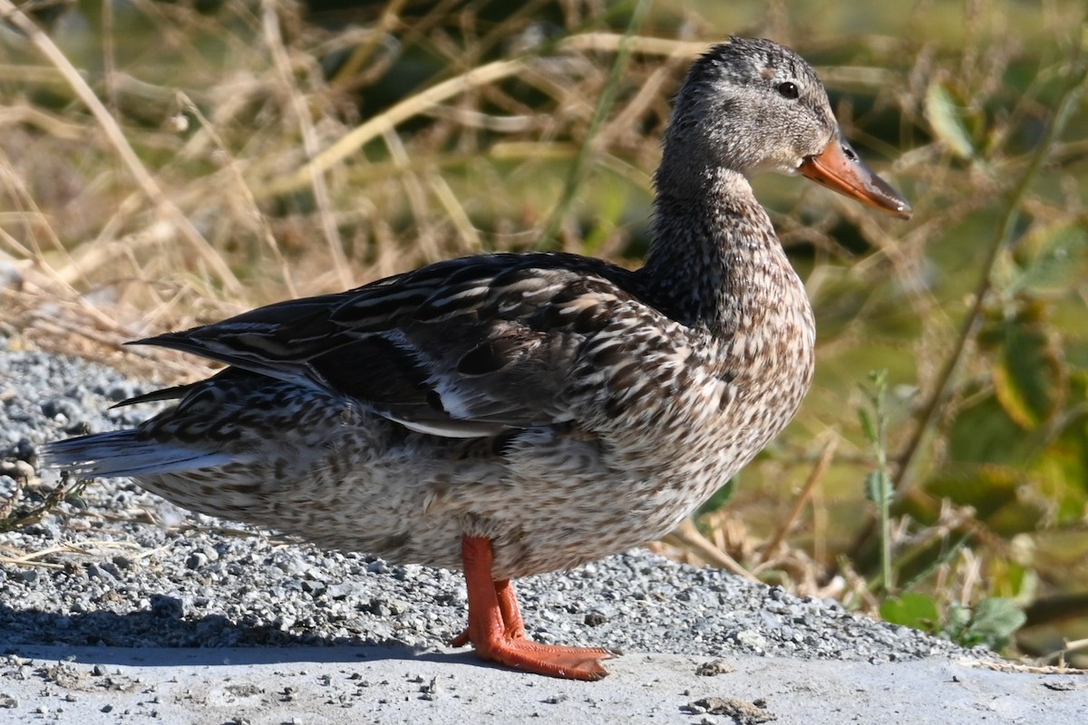 Mallard - ML620432064