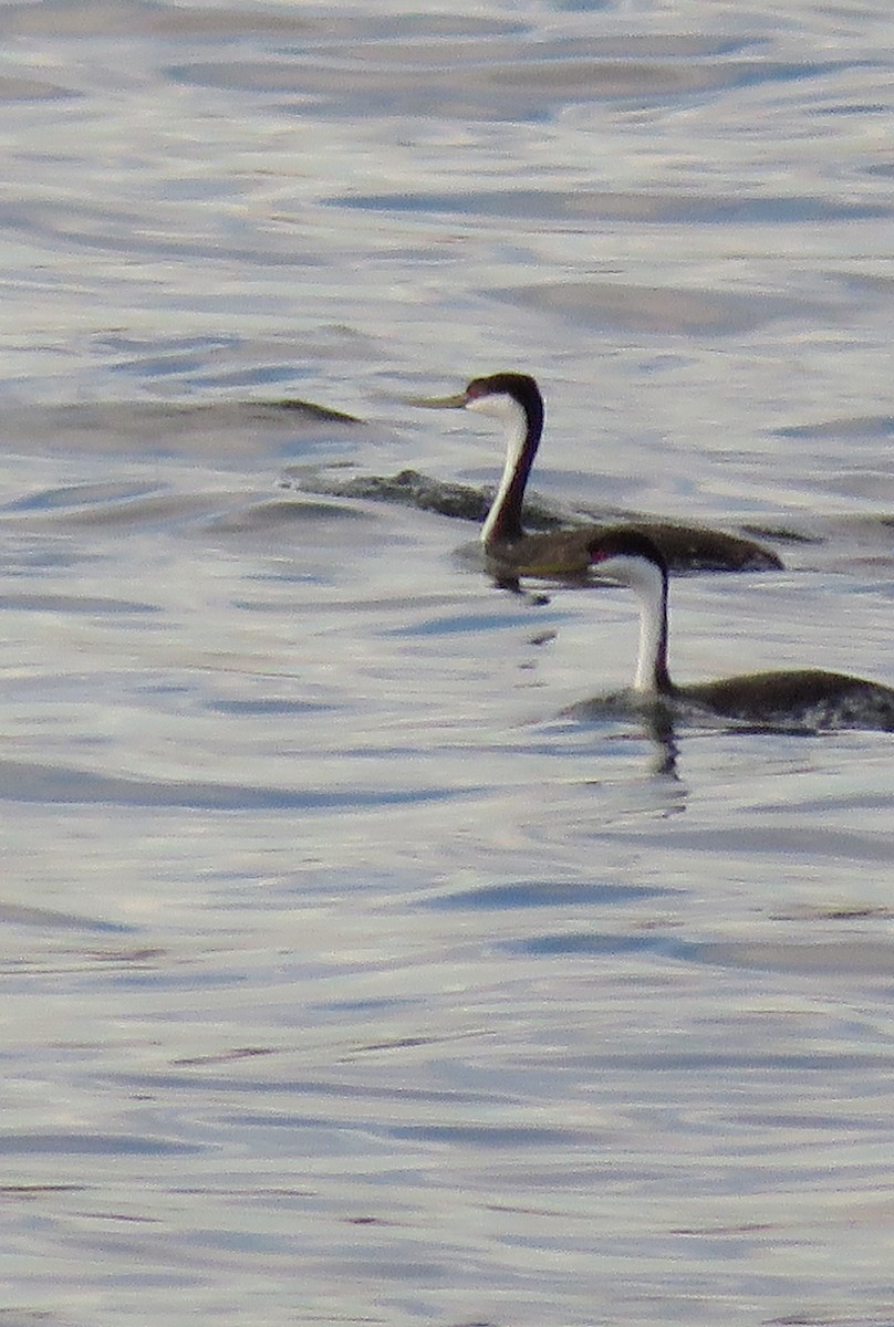 Western Grebe - ML620432070