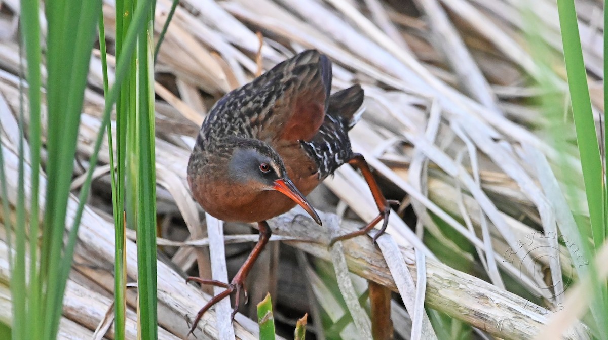 Virginia Rail - ML620432071