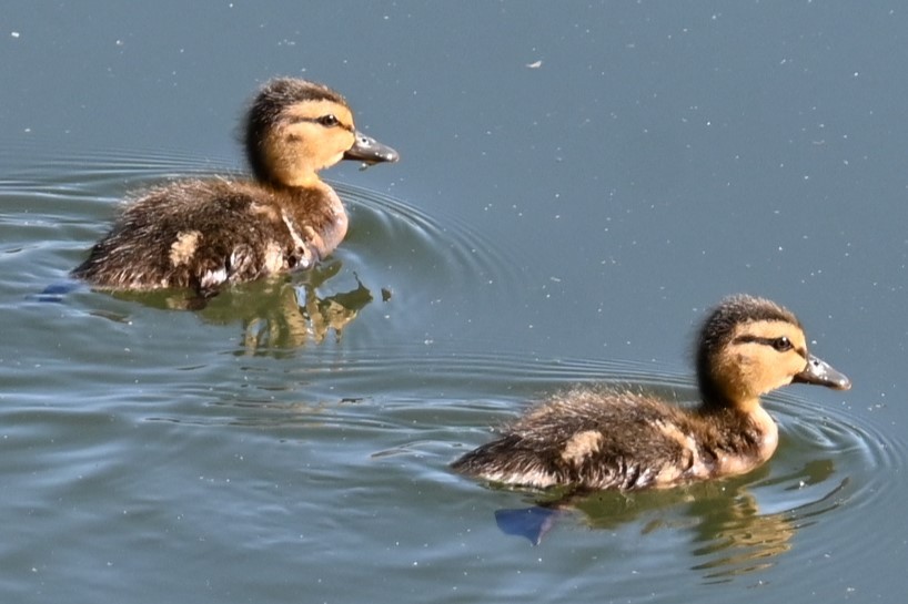 Mallard (Domestic type) - ML620432078