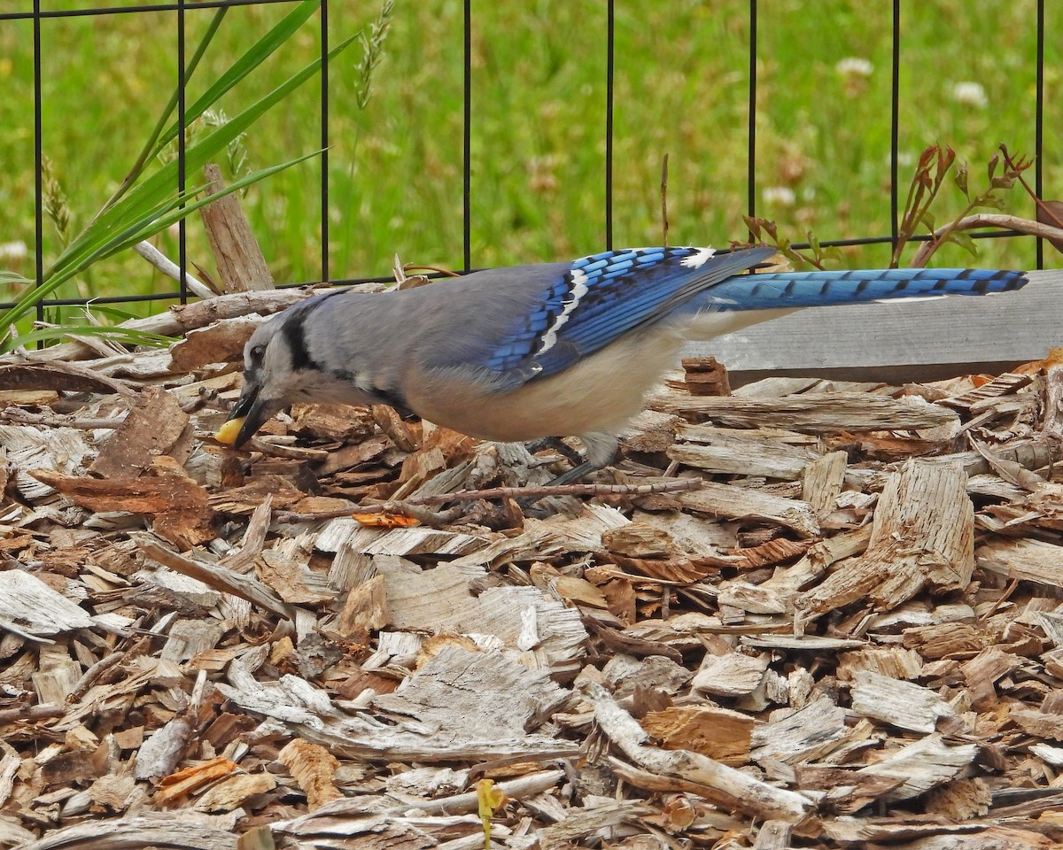 Blue Jay - ML620432080