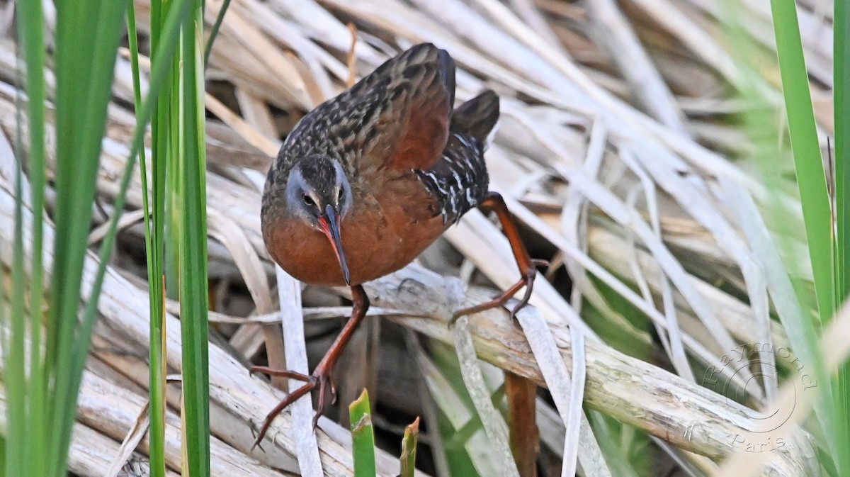 Virginia Rail - ML620432082