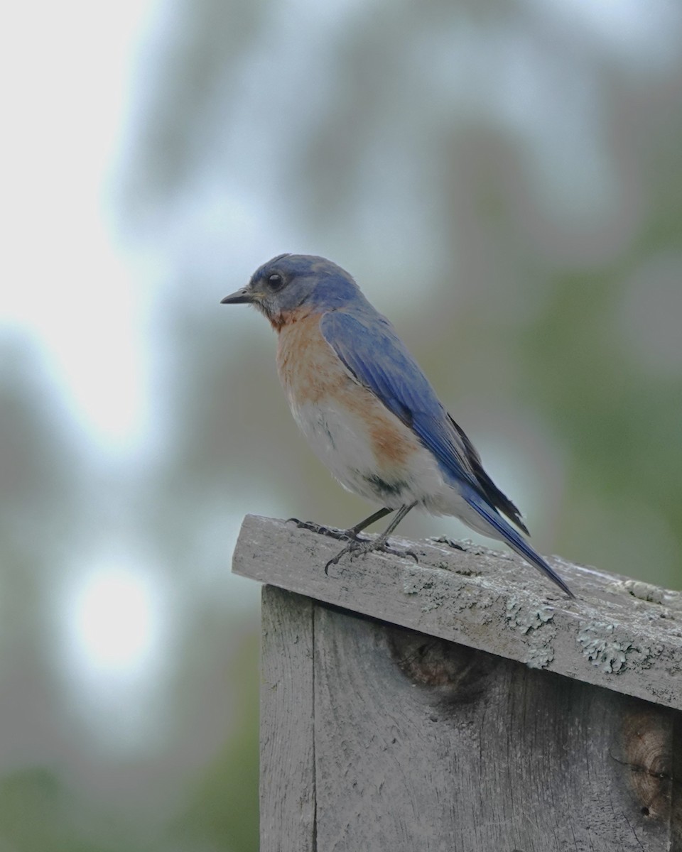 Eastern Bluebird - ML620432084