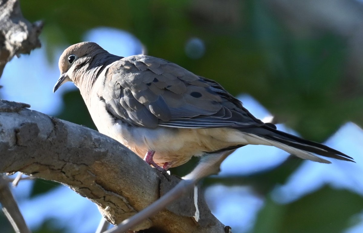 Eurasian Collared-Dove - ML620432087