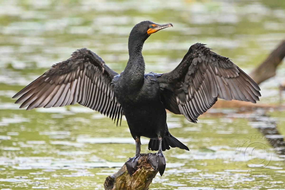 Double-crested Cormorant - ML620432089