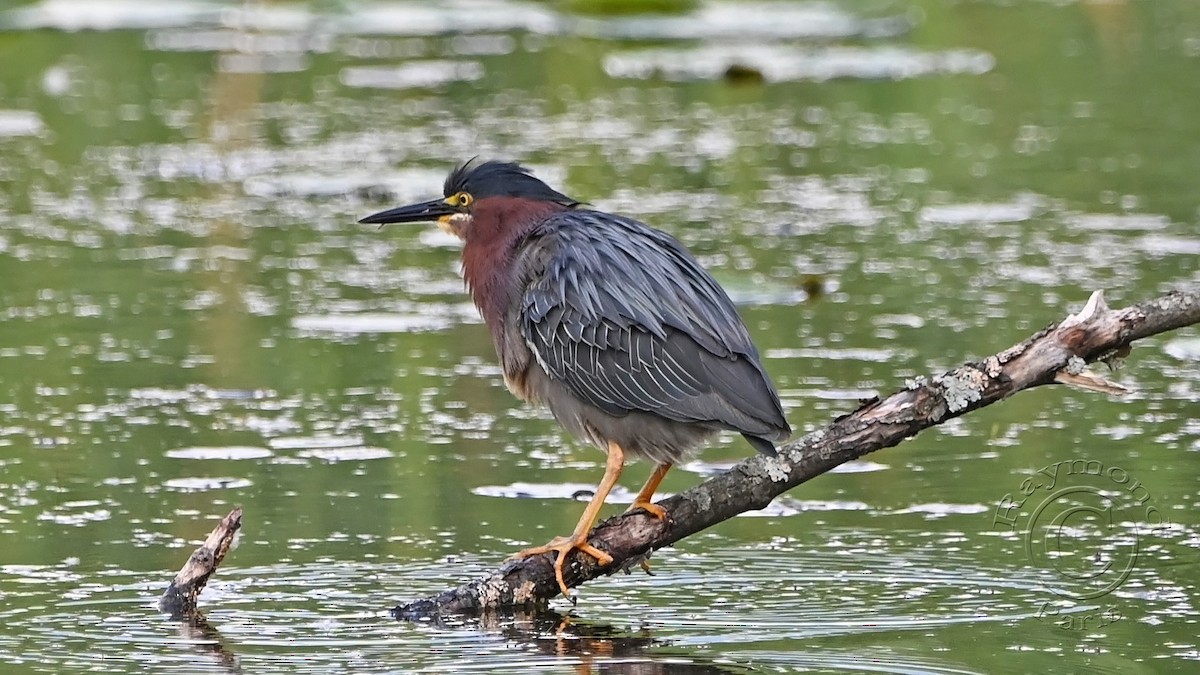 Green Heron - ML620432102