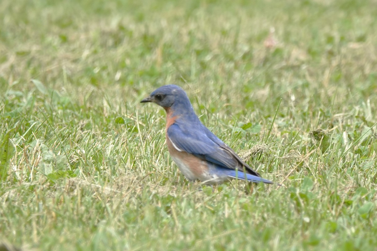 Eastern Bluebird - Judy Dunn