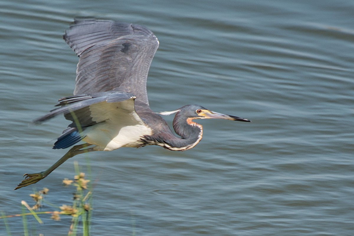 Tricolored Heron - ML620432106