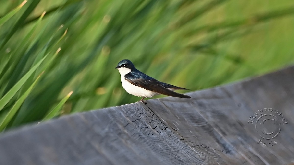 Tree Swallow - ML620432109