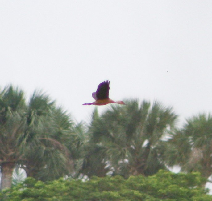 Fulvous Whistling-Duck - ML620432121