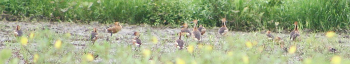 Fulvous Whistling-Duck - ML620432122
