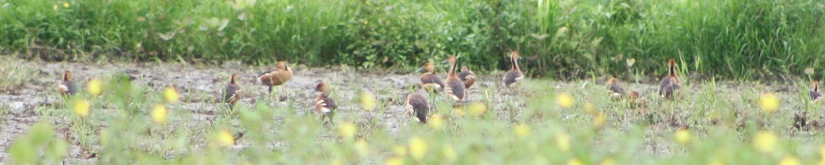 Fulvous Whistling-Duck - ML620432123