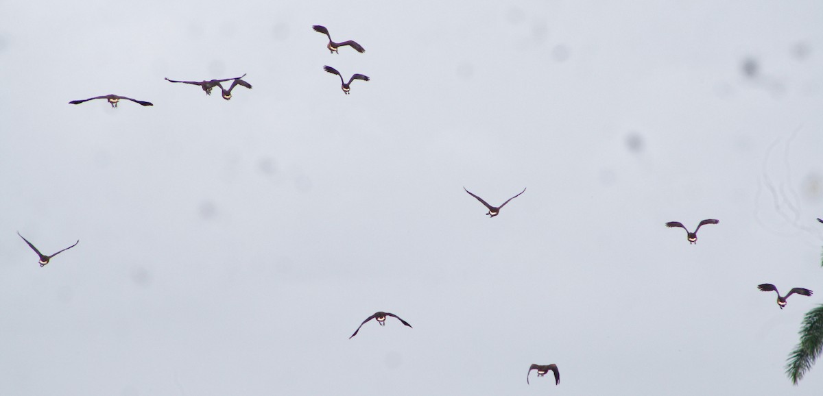 Fulvous Whistling-Duck - Serguei Alexander López Perez