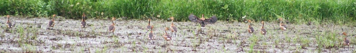 Fulvous Whistling-Duck - Serguei Alexander López Perez