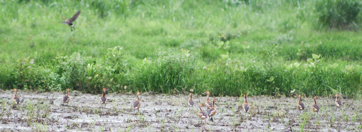 Fulvous Whistling-Duck - ML620432128