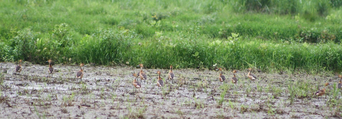 Fulvous Whistling-Duck - Serguei Alexander López Perez