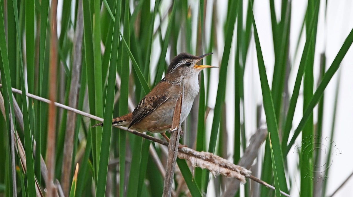 Marsh Wren - ML620432132