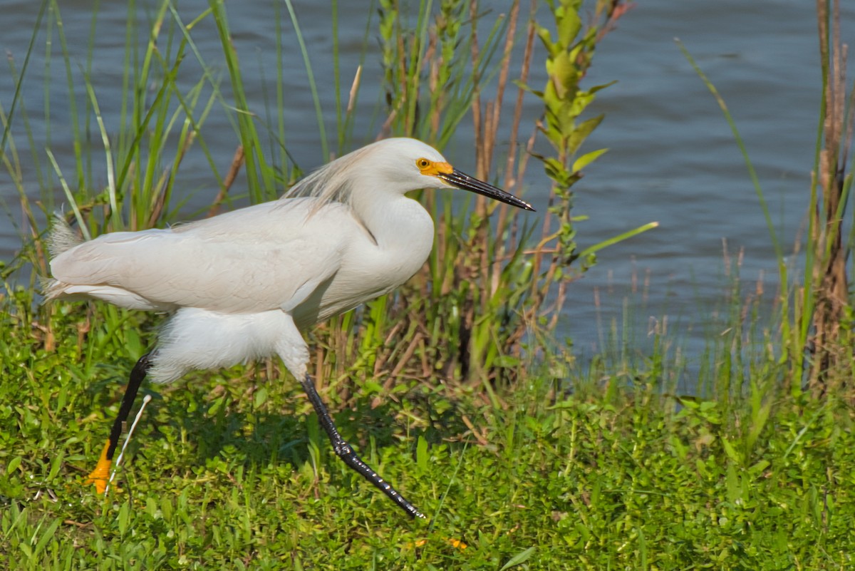 Snowy Egret - ML620432133