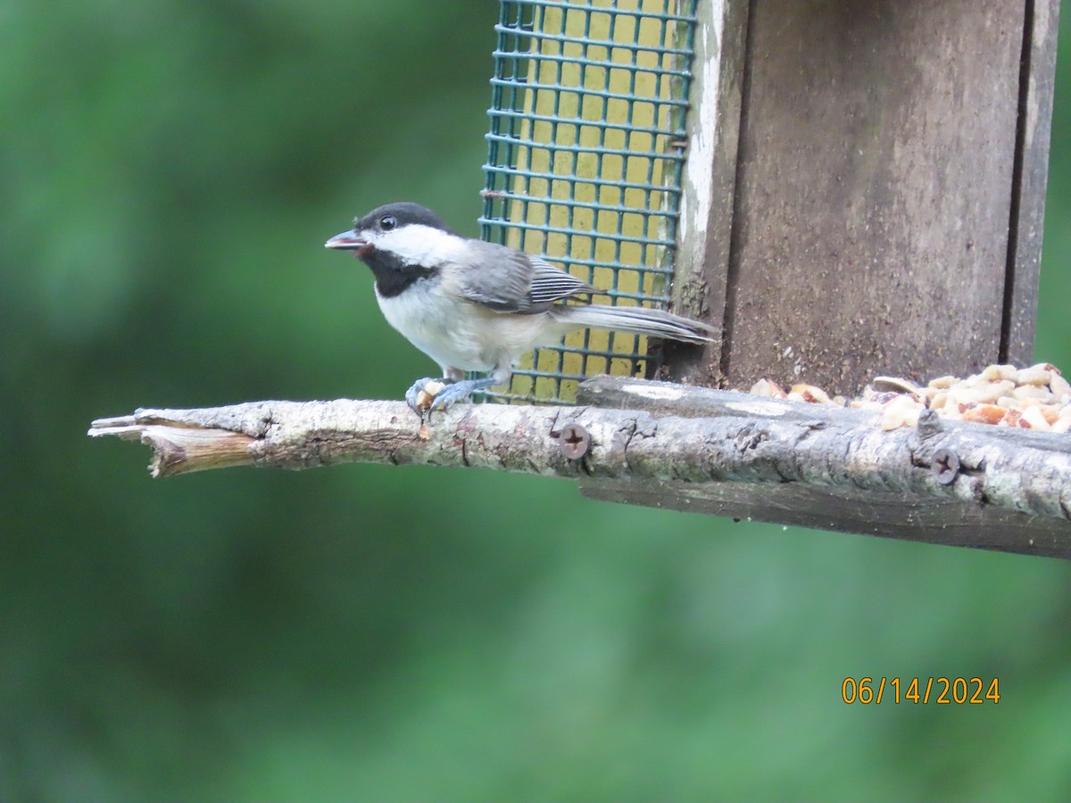 Carolina Chickadee - ML620432136