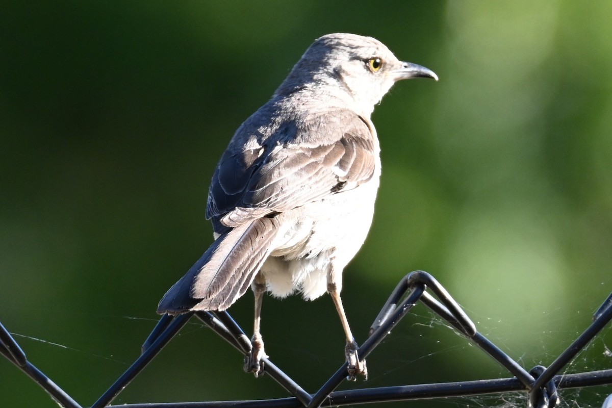 Northern Mockingbird - ML620432140